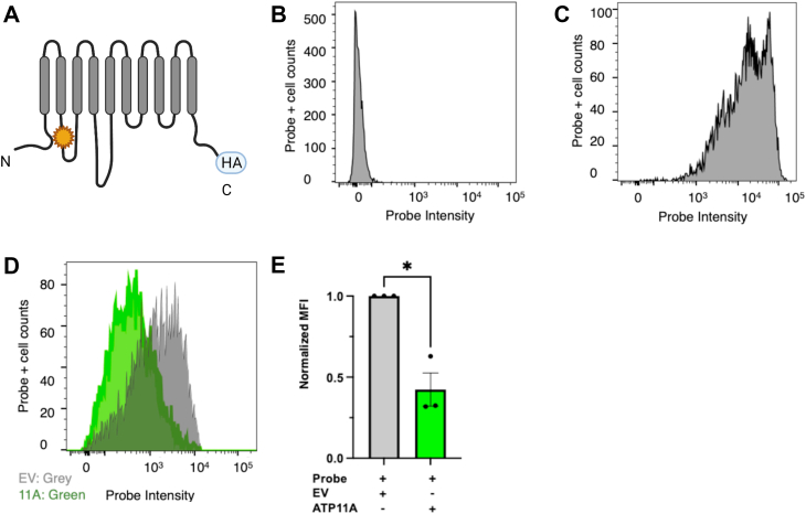 Figure 1