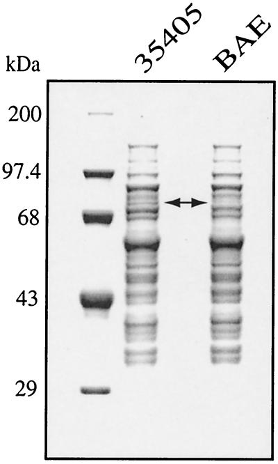 FIG. 6