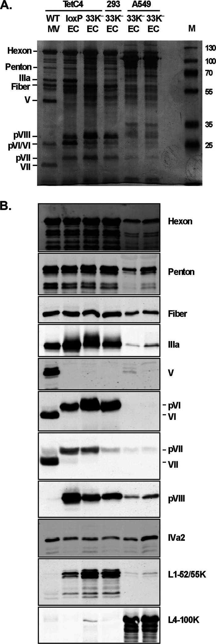 Fig 5