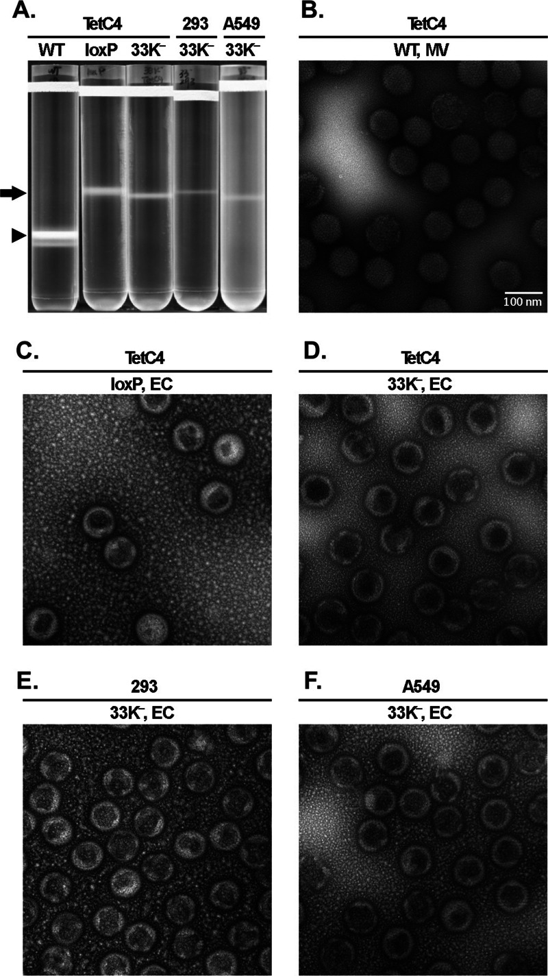 Fig 4