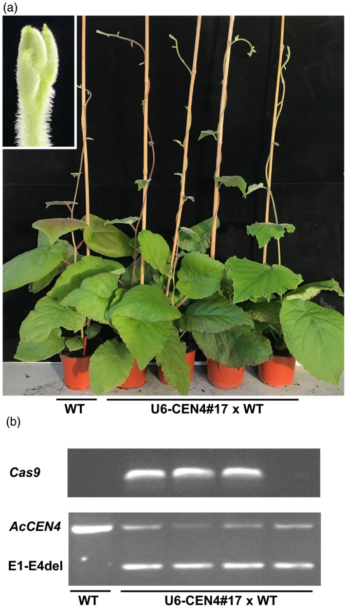 Figure 7