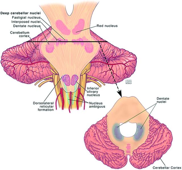 Fig 2.