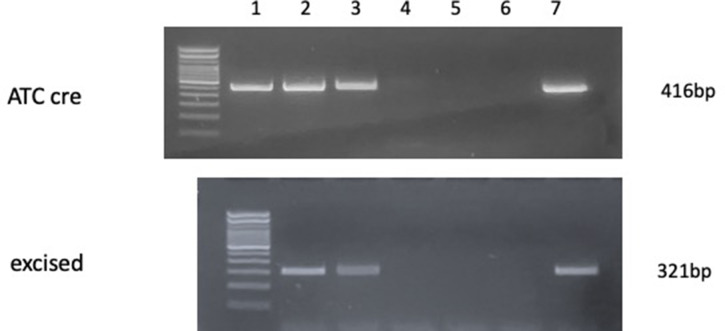 Figure 4—figure supplement 3.