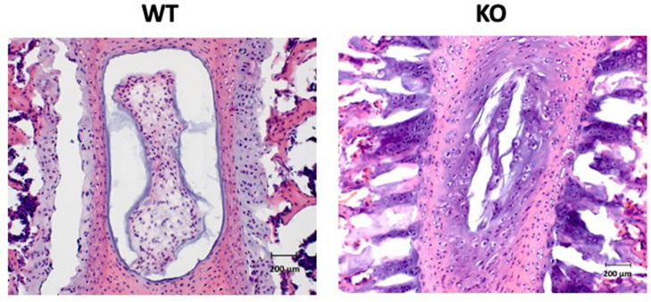 Figure 3—figure supplement 2.