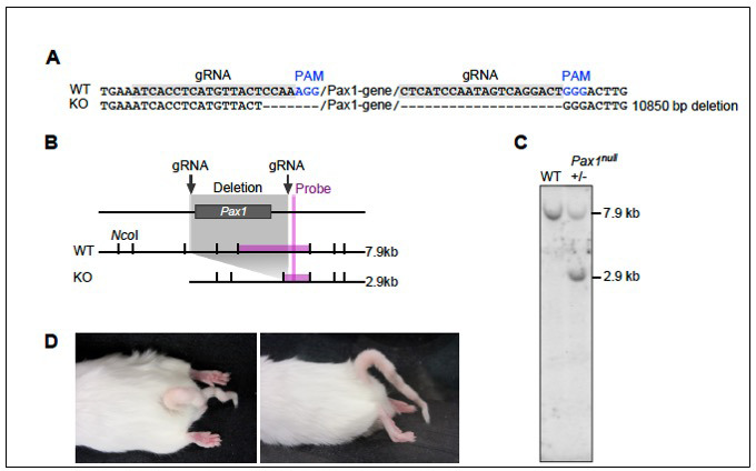 Figure 3—figure supplement 1.