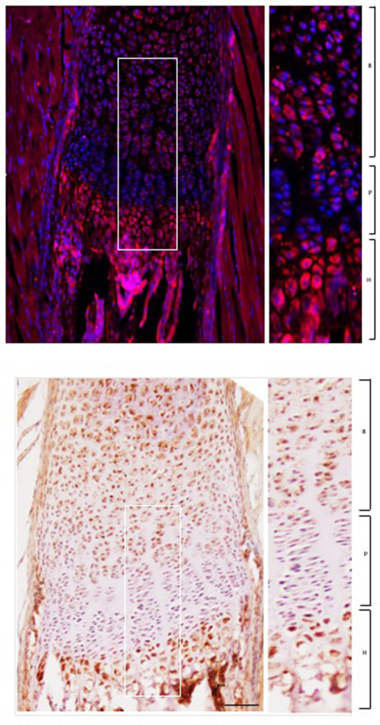 Figure 2—figure supplement 1.