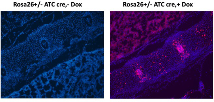 Figure 4—figure supplement 2.