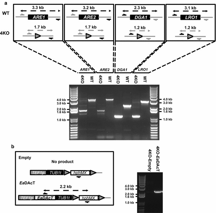 Fig. 3