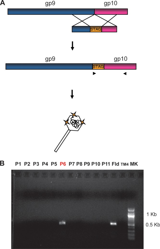 Fig 2