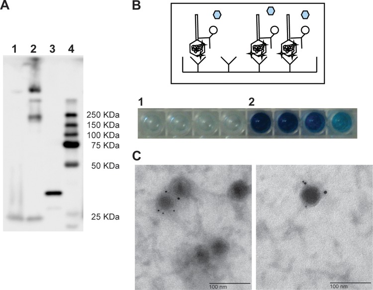 Fig 4