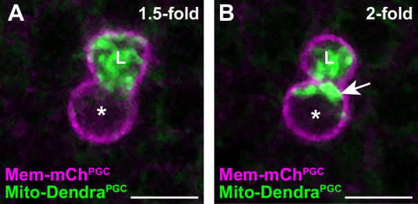 Figure 1—figure supplement 1.