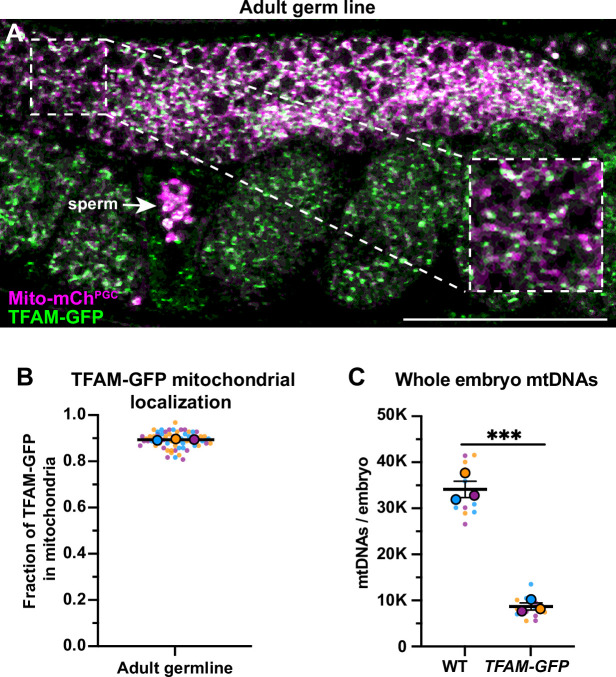 Figure 1—figure supplement 2.