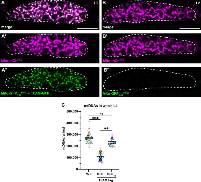 Figure 3—figure supplement 1.