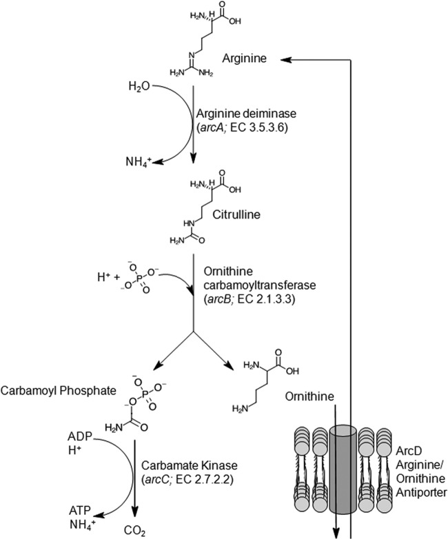 FIG 1