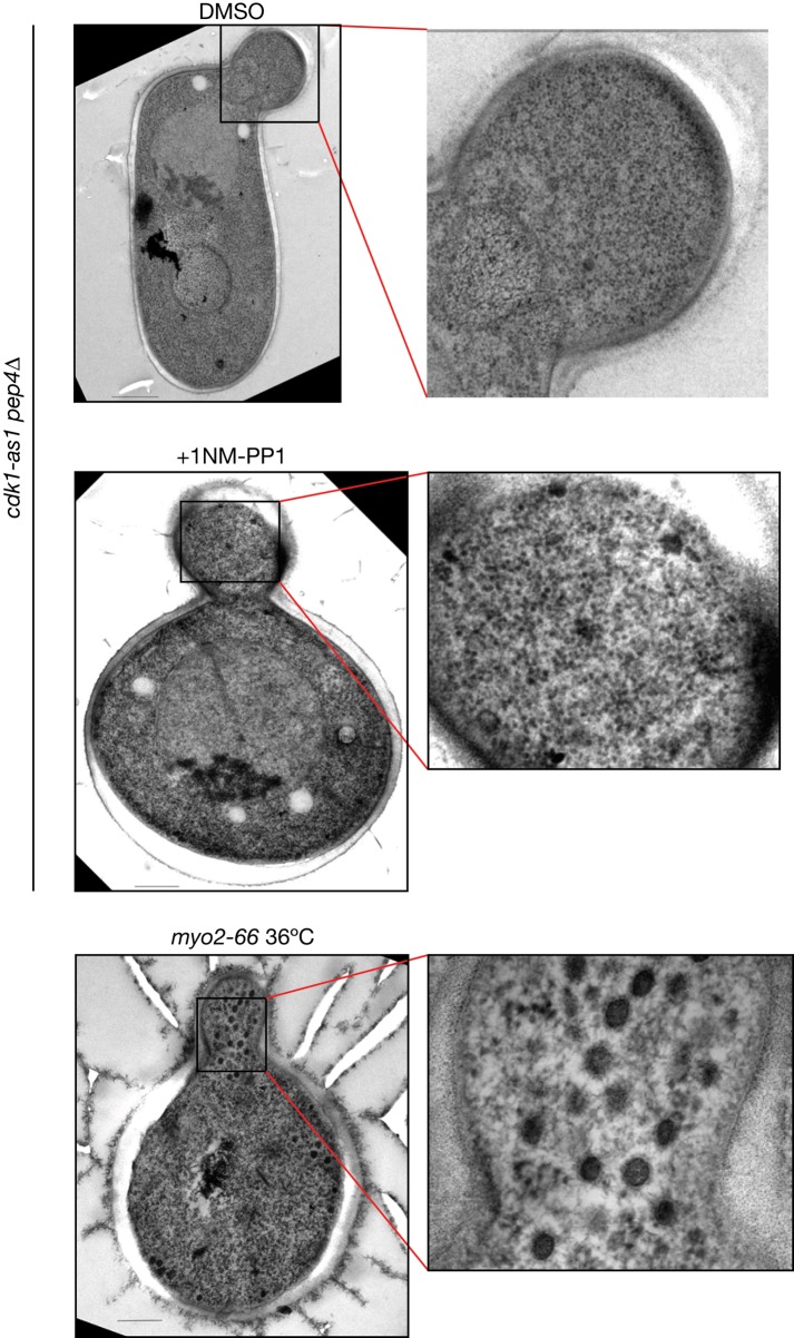 FIGURE 7: