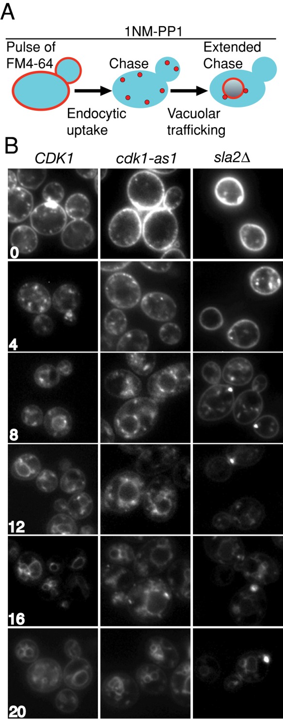 FIGURE 3: