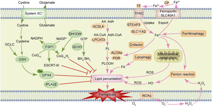 FIGURE 1