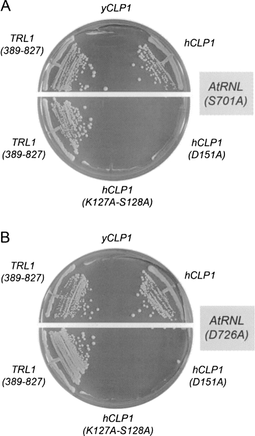 FIGURE 4.