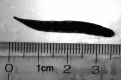 Fig 2.