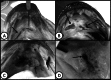 Fig 3.