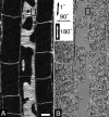Figure 11.