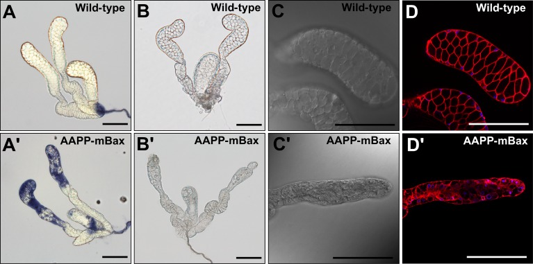 Fig 3