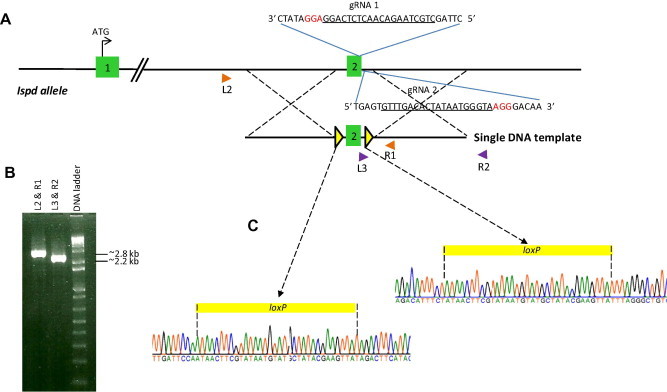 Fig. 2