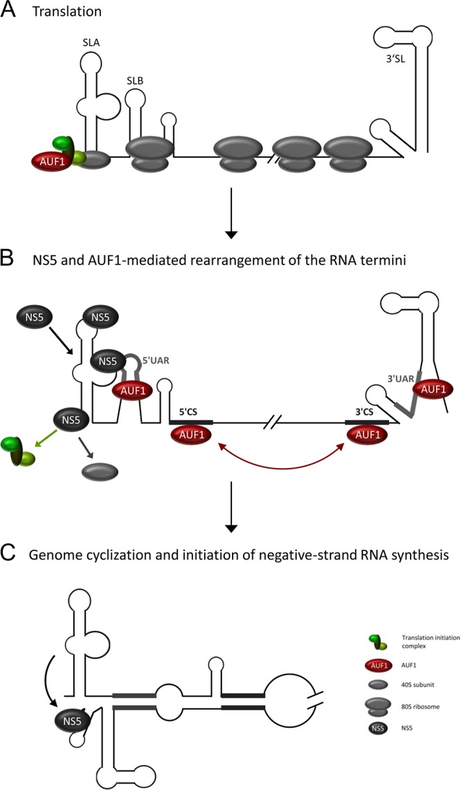 FIG 7