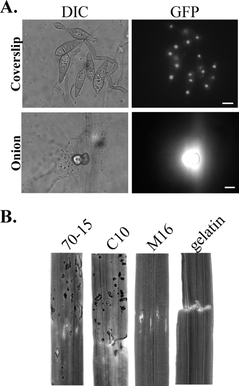 FIG. 7.