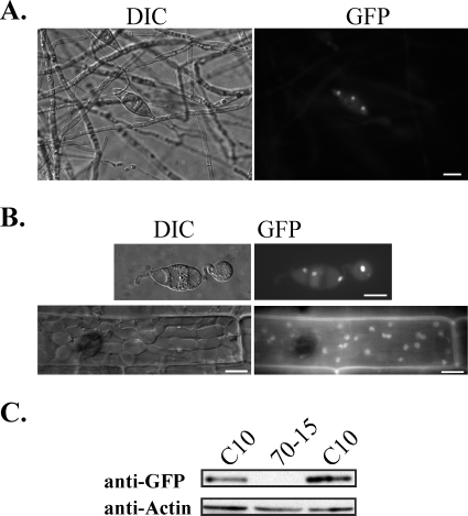 FIG. 6.