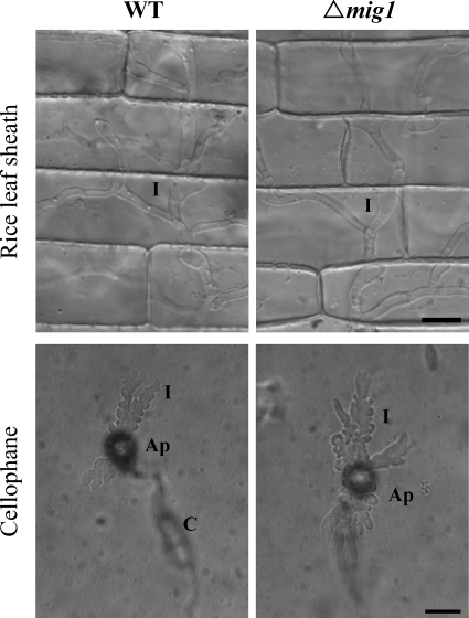 FIG. 5.