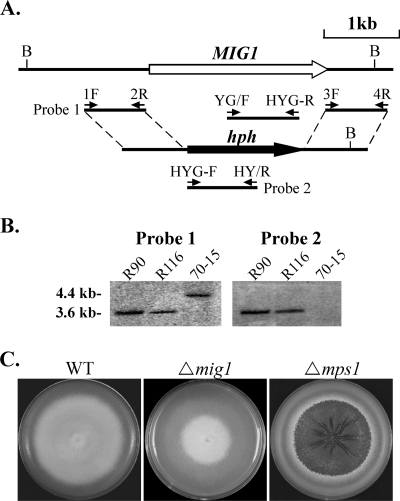 FIG. 1.