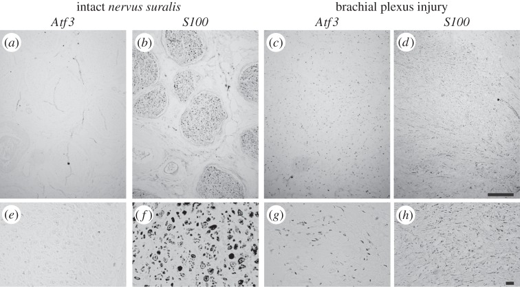 Figure 11.