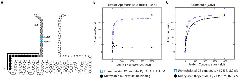 Figure 1. Binding of unmethylated and methylated D2 peptide to Prostate Apoptosis Response 4 Protein (Par-4) and Calmodulin (CaM) in anisotropy experiments