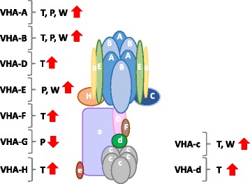 Fig. 8