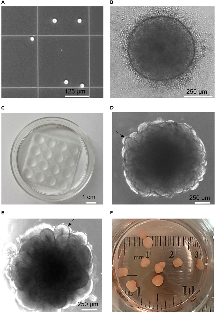 Figure 2