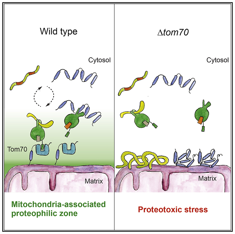 Graphical Abstract