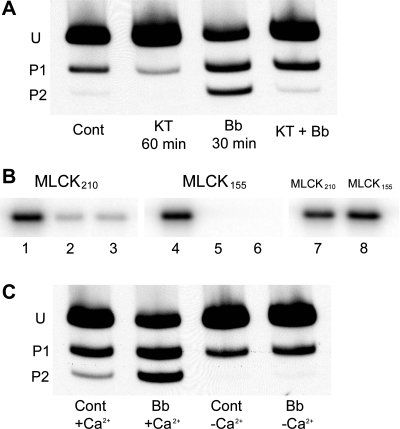 Fig. 9.