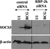 Figure 1<i>J</i>