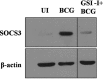 Figure 1<i>G</i>