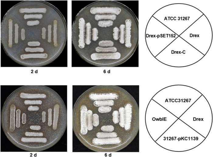 Figure 5