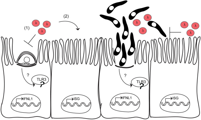 Fig 6