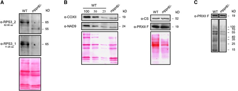 Figure 12.