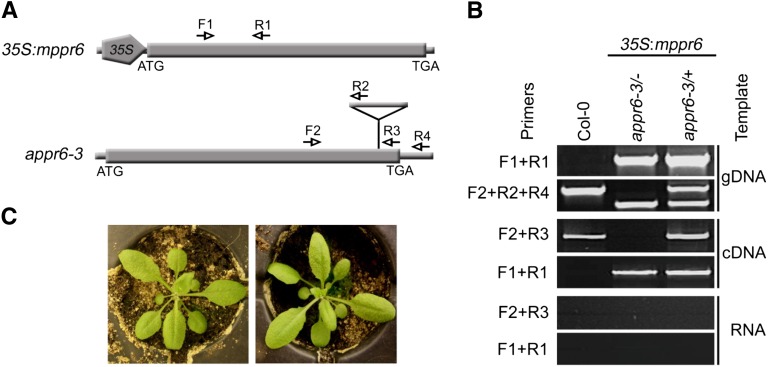 Figure 6.