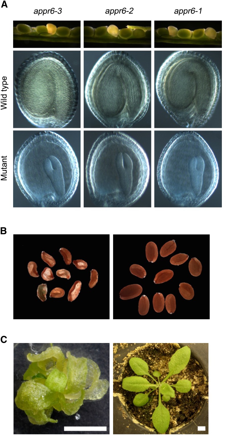 Figure 5.