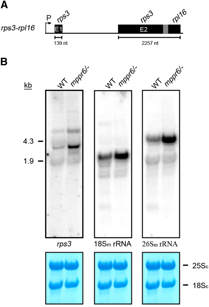 Figure 11.