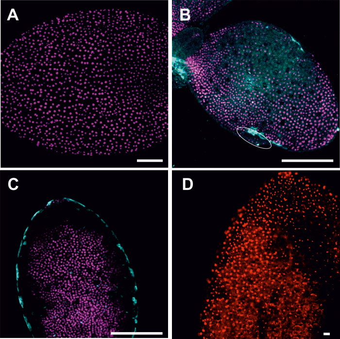 Fig. 9.