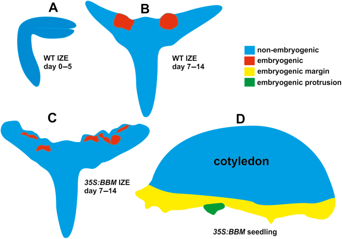 Fig. 10.