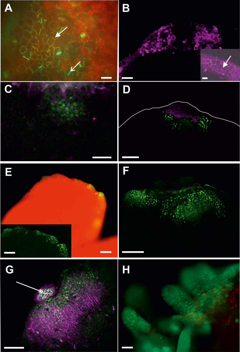 Fig. 7.