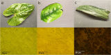 Fig. 7